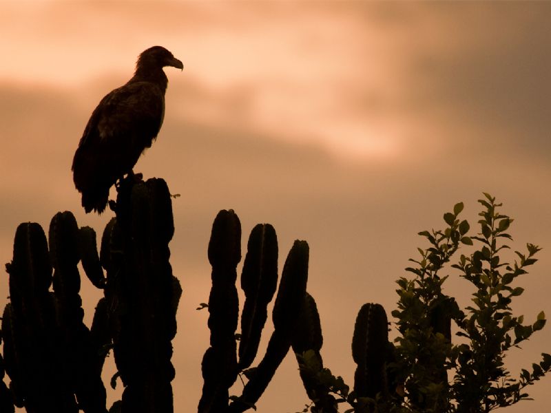 Best of Uganda, Rwanda & Tanzania (18 Days)