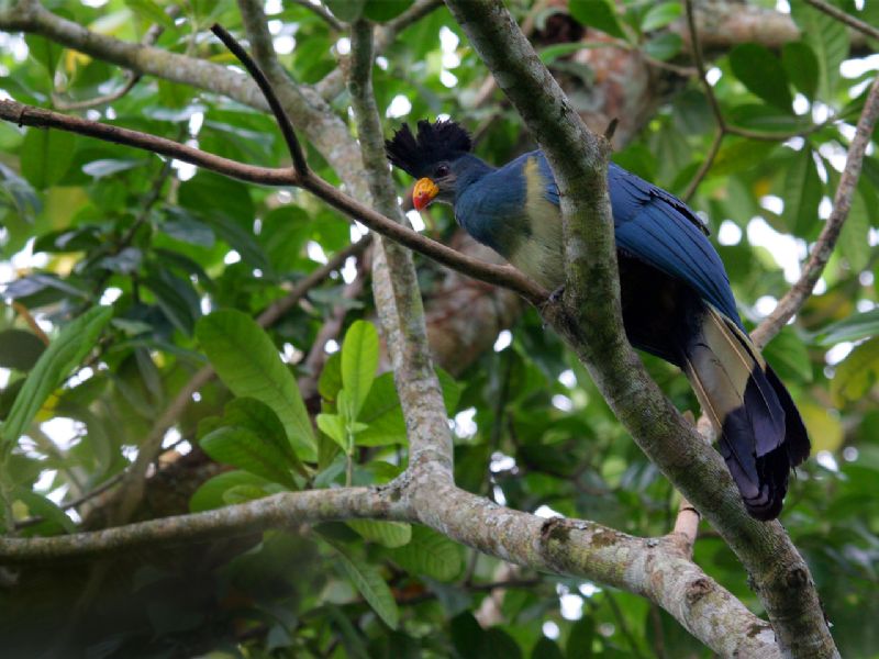 Birding through Uganda
