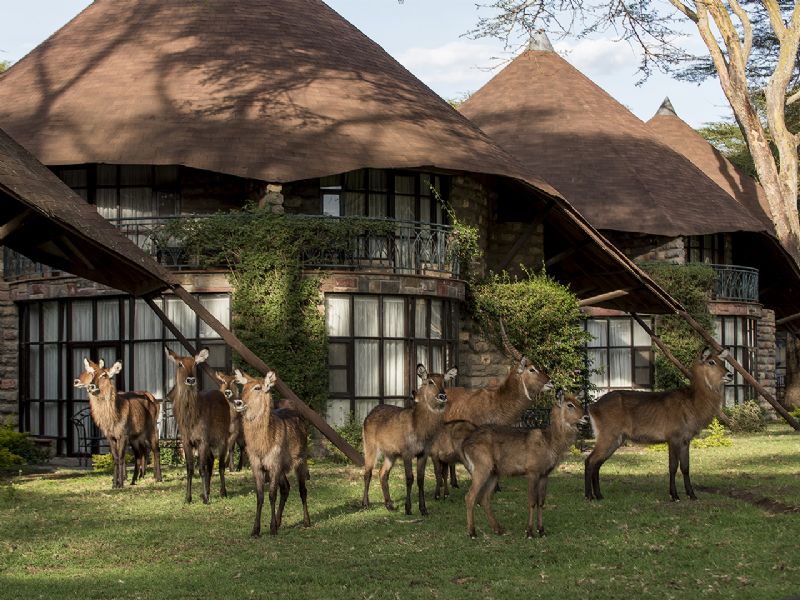 KENYA SAFARIS