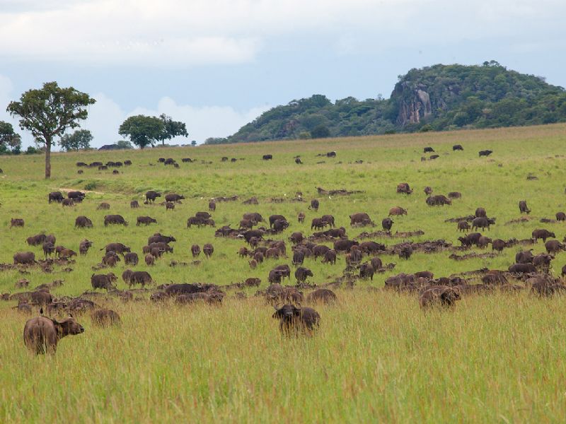 Kidepo Valley National Park - Fly In (4 Days)