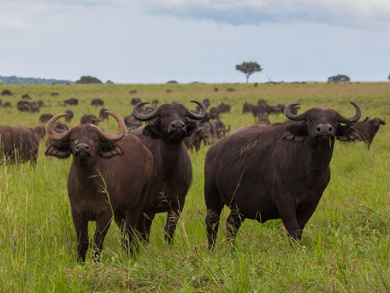 Kidepo Valley National Park - Fly In (4 Days)