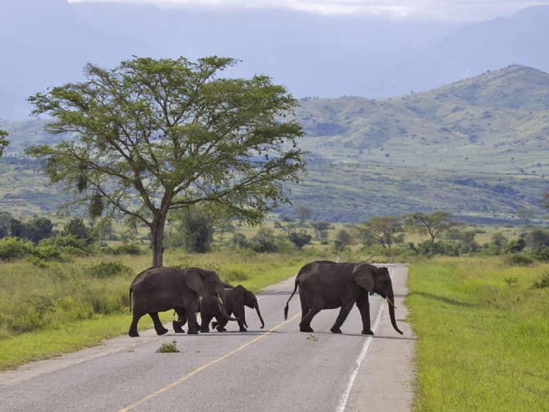 UGANDA SAFARIS
