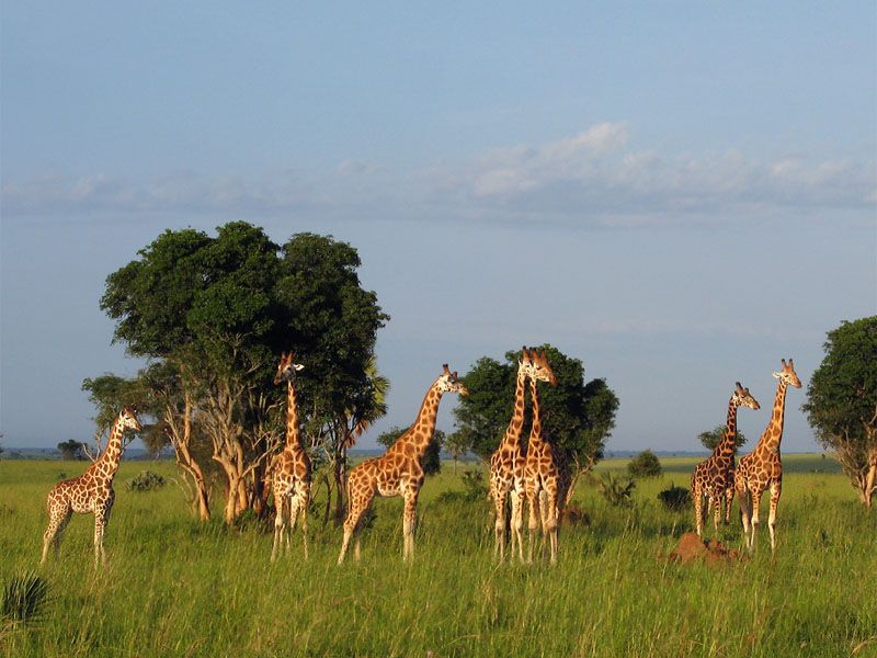 UGANDA SAFARIS