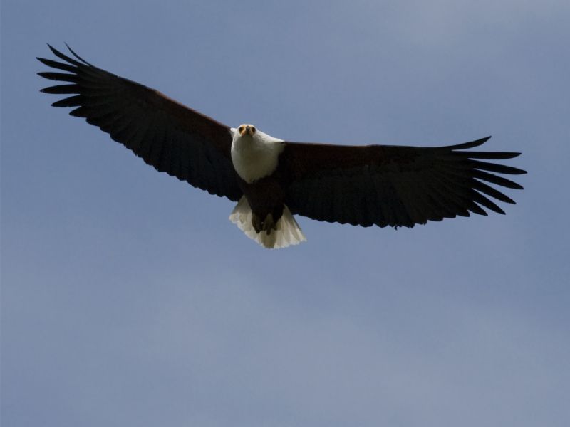 Birding through Uganda