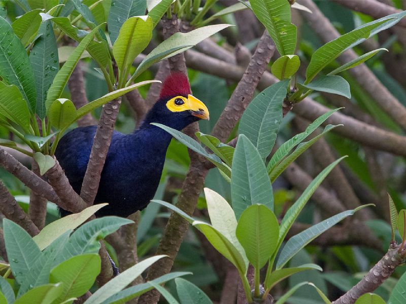 Birding through Uganda