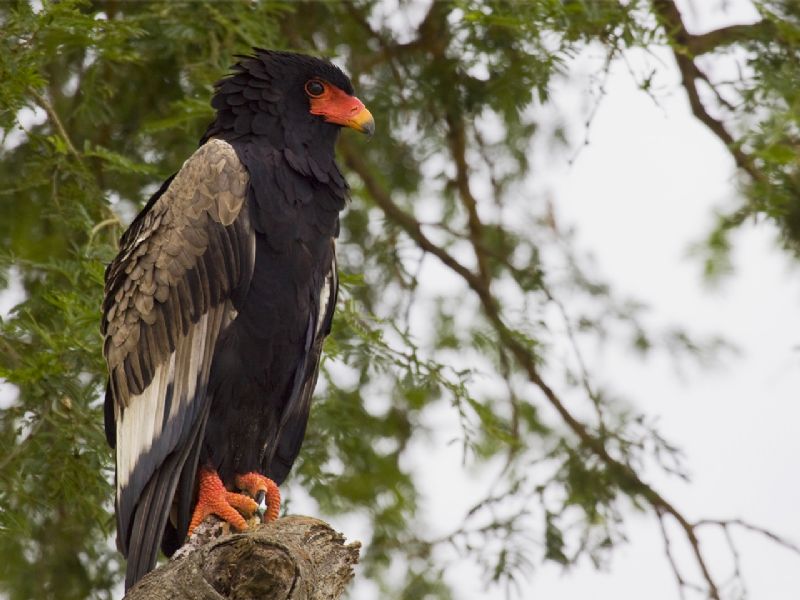 Birding through Uganda